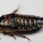 what's the difference between cockroaches and wood roaches?