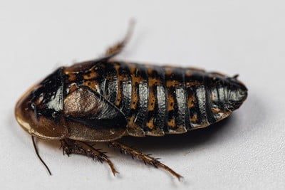 what's the difference between cockroaches and wood roaches?