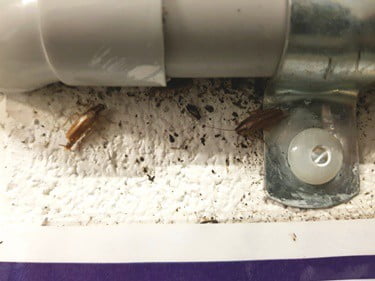 where do cockroaches hide their eggs?