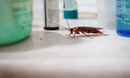 d'où viennent les cafards dans la salle de bain?