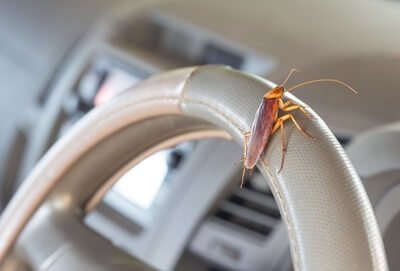 where do roaches hide in your car?