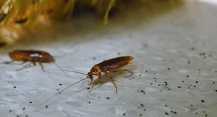 why are cockroaches afraid of light?
