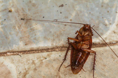 why are cockroaches found on their backs?