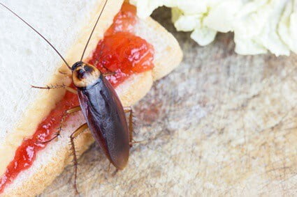 why are cockroaches good for the environment?