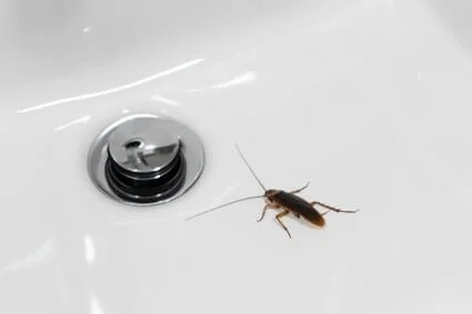 why are cockroaches in my bathroom?