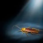 why are cockroaches nocturnal?