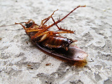 why are cockroaches so tough?