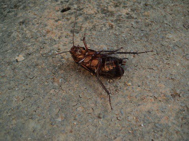 why are cockroaches upside down when they die?