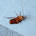 why cockroaches don’t die easily