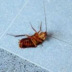 why cockroaches don’t die easily