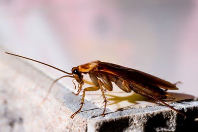 why do cockroaches fly?