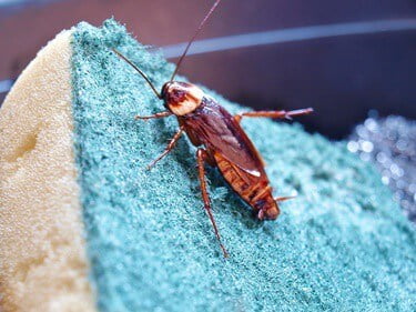 why do cockroaches have antennas?