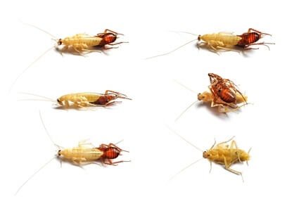 why do cockroaches have white blood?