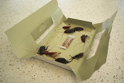 why do cockroaches like cardboard