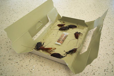 Why Are Cockroaches Attracted To Cardboard? — Cockroach Zone