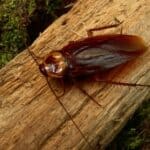 why do cockroaches make noise like a cricket?