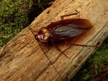 why do cockroaches make noise like a cricket?
