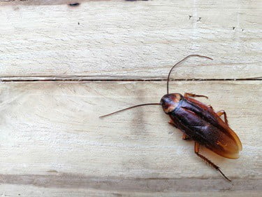 why do cockroaches move their antennae?