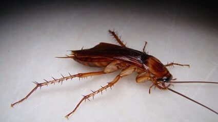 wood roaches vs. cockroaches