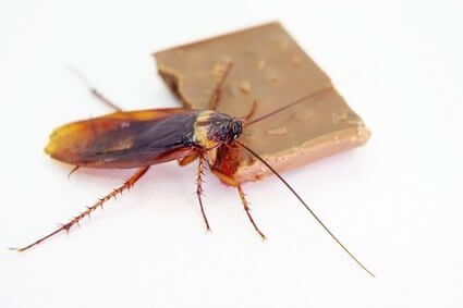 are there really cockroaches in chocolate bars?