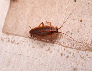 cockroaches eating books