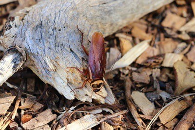 do cockroaches burrow in the ground?