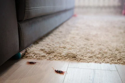 ¿Las cucarachas ponen huevos en los muebles?