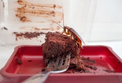 does chocolate have cockroaches in it?