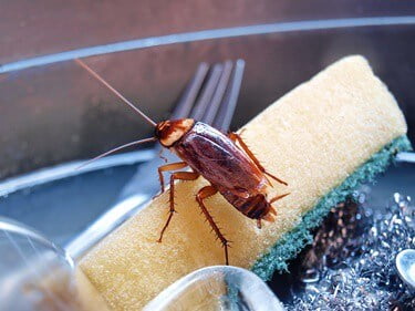 will cockroaches go away on their own?