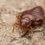 Do Cockroaches Eat Bed Bugs?