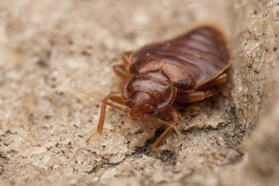 Do Cockroaches Eat Bed Bugs?