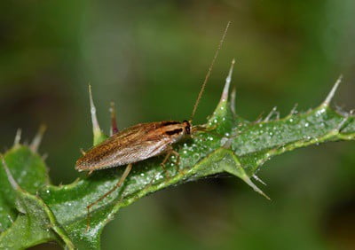 Do Cockroaches Live in Potted Plants?