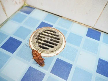 ¿Son comunes las cucarachas en los hoteles?