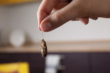 can cockroaches lay eggs in your hair?