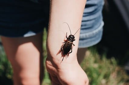 can cockroaches live in your hair?