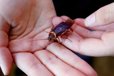 do cockroaches eat human hair?