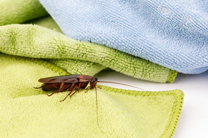 do cockroaches kill bed bugs?