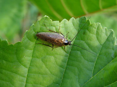 do indoor plants attract cockroaches?