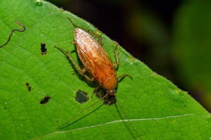 Do indoor plants attract roaches