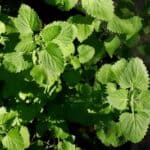 using catnip to repel cockroaches