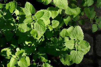 using catnip to repel cockroaches