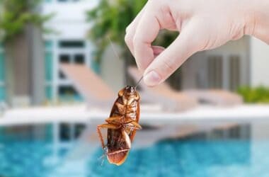 where do cockroaches hide in hotels?