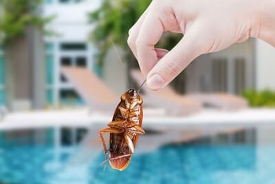 where do cockroaches hide in hotels?