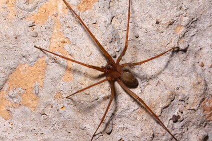 Do Brown Recluse Spiders Eat Cockroaches?