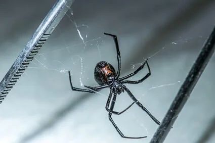 ¿Las arañas viudas comen cucarachas?