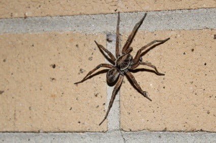 Do Wolf Spiders Eat Cockroaches?