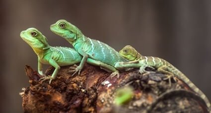 do lizards eat cockroaches?