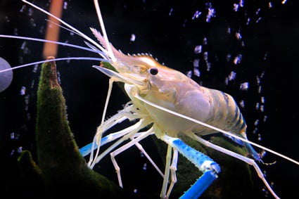 shrimp and cockroach similarities