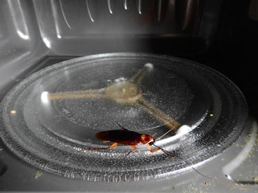 cockroach stuck in microwave screen