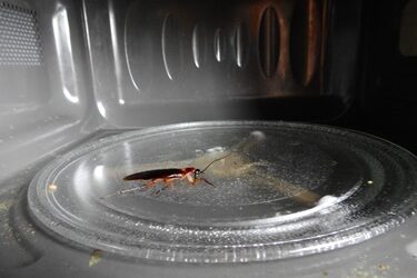 how to get rid of cockroaches in the microwave